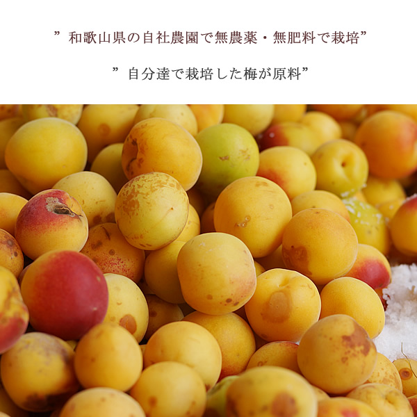 和歌山県の自社農園で無農薬、無肥料で栽培した梅のみ使用