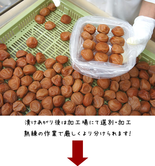 紀州南高梅干通販専門店/梅干し通販- 深見梅店 -梅干しが出来るまで工場見学
