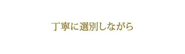 梅干しの作り方、丁寧に選別しながら