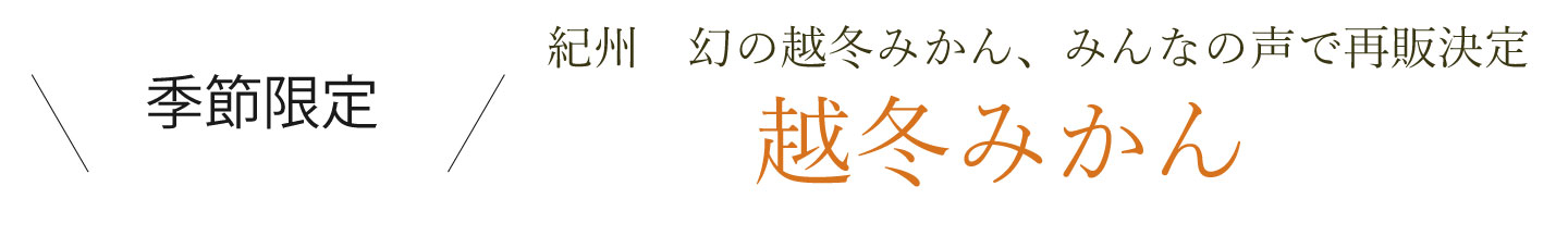 紀州　大坊地域の越冬みかん 