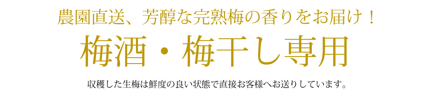 農園直送の芳醇な香りが特徴的な梅酒、梅干し用の完熟生梅