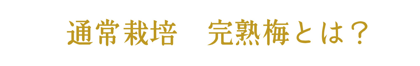 フルーツみたいな梅、フルーツ梅干し | 紀州南高梅干し通販専門店 有限会社深見梅店
